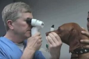 Veterinarian examining a dogs eyes